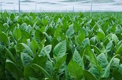 國外雪茄煙葉生產(chǎn)對(duì)國內(nèi)的啟示